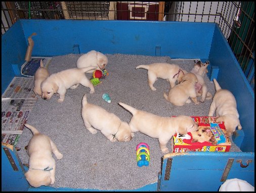 yellow lab puppies playing