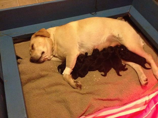Dawn and new puppies