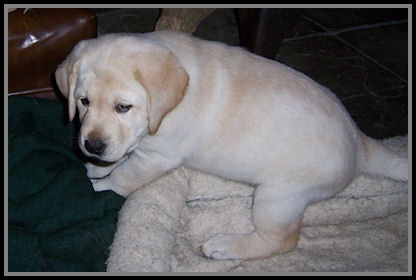 yellow male Lab pup